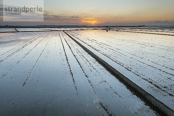 Überschwemmte Reisfelder im Mai bei Sonnenaufgang  Luftbild  Drohnenaufnahme  Naturschutzgebiet Ebro-Delta  Provinz Tarragona  Katalonien  Spanien  Europa
