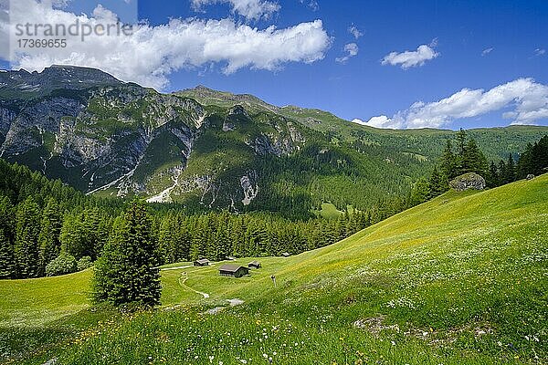 Almwiesen der Oberreinsalm  bei Obernberg am Brenner  Obernberger Tal  Tirol  Österreich  Europa