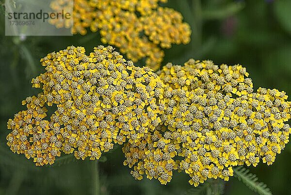 Goldgarbe (Achillea filipendulina)  Botanischer Garten  Erlangen  Deutschland  Europa