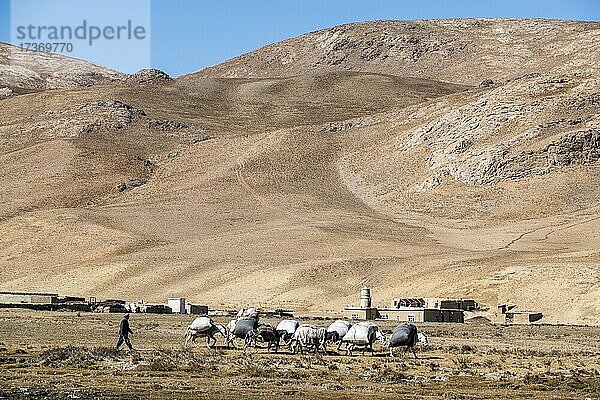 Karawane in der hochgelegenen Wüste von Bamyan  Afghanistan  Asien