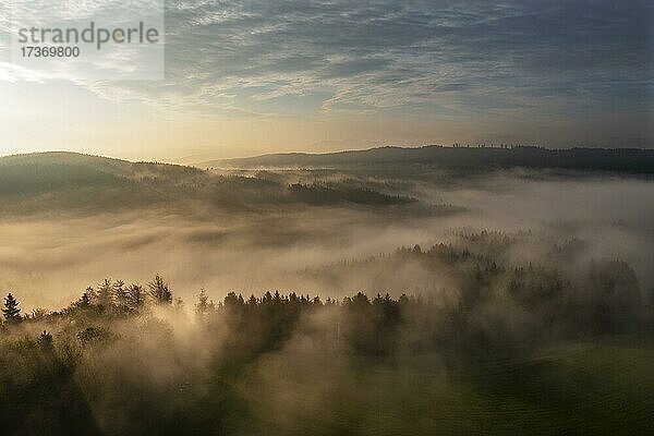 Drohnenaufnahme  Fichtenwald bei Sonnenaufgang im Morgennebel am Mondseeberg  Mondseeland  Salzkammergut  Oberösterreich  Österreich  Europa