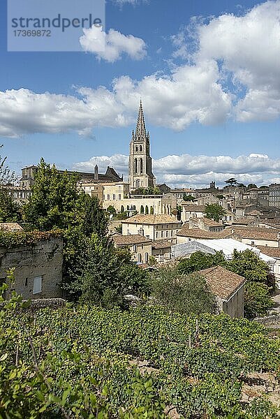 Weinreben  dahinter die Altstadt mit der Felsenkirche  Saint Emilion  Gironde  Nouvelle-Aquitaine  Frankreich  Europa