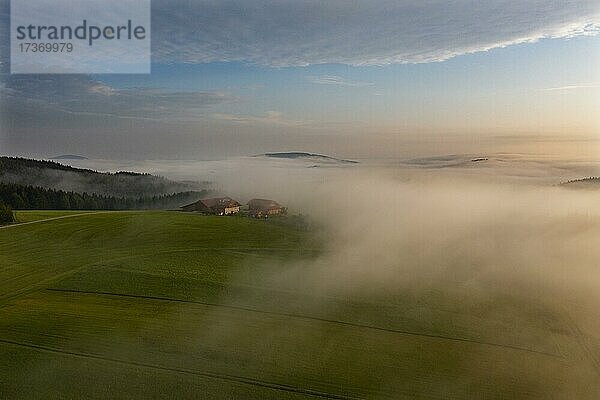 Drohnenaufnahme  Agrarlandschaft mit Bauernhaus im Morgennebel am Mondseeberg  Mondseeland  Salzkammergut  Oberösterreich  Österreich  Europa