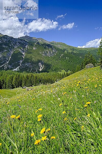 Almwiesen der Oberreinsalm  bei Obernberg am Brenner  Obernberger Tal  Tirol  Österreich  Europa