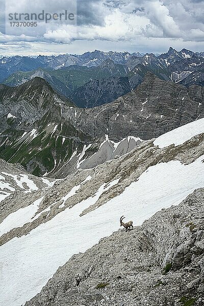 Alpensteinbock (Capra ibex)  Bergpanorama mit Altschneefeldern  Blick in die Höhenbachtalschlucht  Großer Krottenkopf und Ramstallkopf  Heilbronner Weg  Allgäuer Alpen  Allgäu  Bayern  Deutschland  Europa