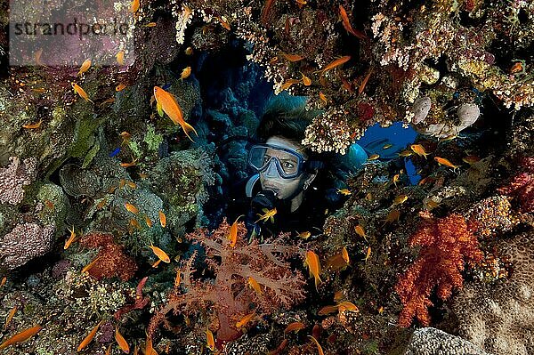 Taucherin betrachtet durch natürlichen Durchbruch in buntes Korallenriff Juwelen-Fahnenbarsche (Pseudanthias squamipinnis)  Steinkorallen (Scleractinia) und Weichkorallen (Dendronephthya)  Rotes Meer  Ägypten  Afrika