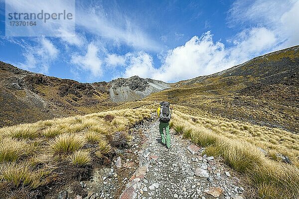 Wanderer auf Wanderweg  Kepler Track  Great Walk  hinten Mount Luxmore  Berglandschaft mit Gras  Kepler Mountains  Fiordland National Park  Southland  Neuseeland  Ozeanien