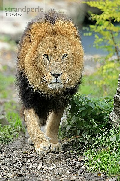 Löwe (Panthera leo)  adult  männlich  laufend  wachsam  captive