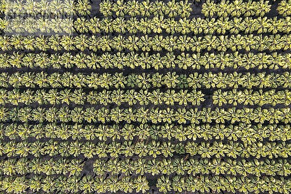 Baumschule mit Reihen kultivierter Kalifornische Washingtonpalmen (Washingtonia filifera)  Luftbild  Drohnenaufnahme  Naturschutzgebiet Ebro-Delta  Provinz Tarragona  Katalonien  Spanien  Europa