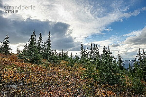 Herbstlich verfärbte rote und gelbe Büsche zwischen Nadelbäumen  Berglandschaft  Jasper National Park  British Columbia  Kanada  Nordamerika
