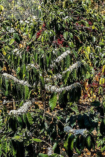Kaffee-Sträucher mit Früchten und Blüten  Kaffee-Plantage La Azotea in Jocatenago  Jocatenago  Guatemala  Mittelamerika