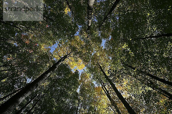 Blick von unten  Bäume im Herbst  Provinz Quebec  Kanada  Nordamerika