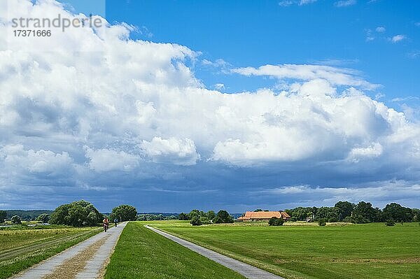 Elbdeich bei Darchau  Niedersachsen  Deutschland  Europa