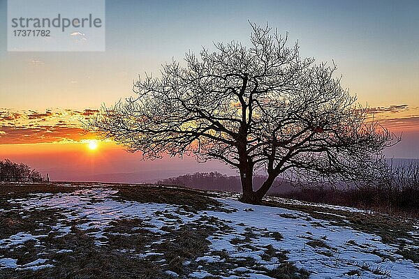 Einzelne kahle Eiche  Sonnenaufgang auf dem Köterberg  Schneereste  Lügde  Weserbergland  Nordrhein-Westfalen  Deutschland  Europa