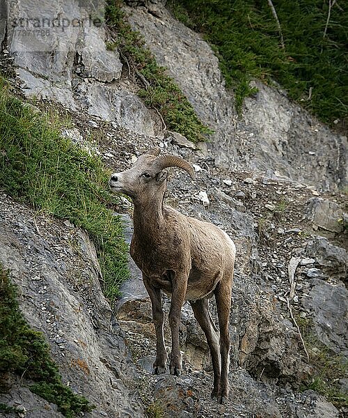 Dickhornschaf (Ovis canadensis) an einer Felswand  Jasper Nationalpark  British Columbia  Kanada  Nordamerika