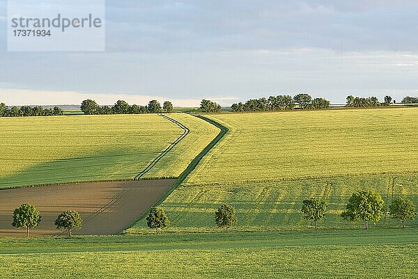 Kulturlandschaft mit Getreidefeldern  Eifel  Nordrhein-Westfalen  Deutschland  Europa