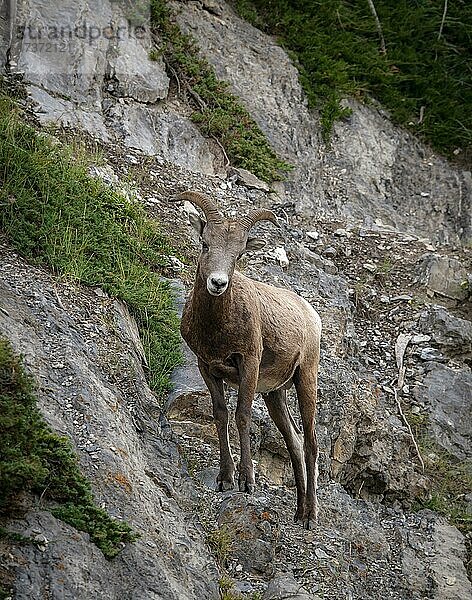 Dickhornschaf (Ovis canadensis) an einer Felswand  Jasper Nationalpark  British Columbia  Kanada  Nordamerika