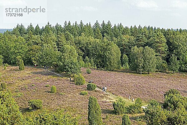 Totengrund bei Wilsede  Lüneburger Heide  Niedersachsen  Deutschland  Europa