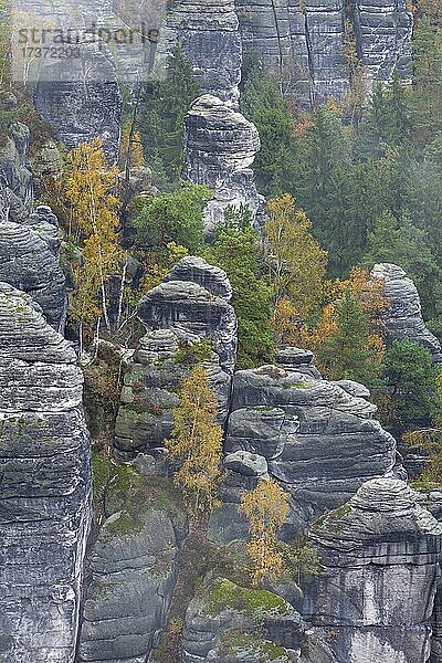 Sandsteinfelsen im Basteigebiet  Elbsandsteingebirge  Nationalpark Sächsische Schweiz  Deutschland  Europa