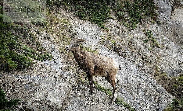 Dickhornschaf (Ovis canadensis) an einer Felswand  Jasper Nationalpark  British Columbia  Kanada  Nordamerika