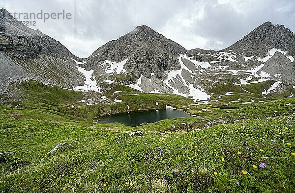 Blumenwiese und Bergsee  Rappensee  hinten Rappenseekopf und Hochrappenkopf  Allgäuer Alpen  Allgäu  Bayern  Deutschland  Europa