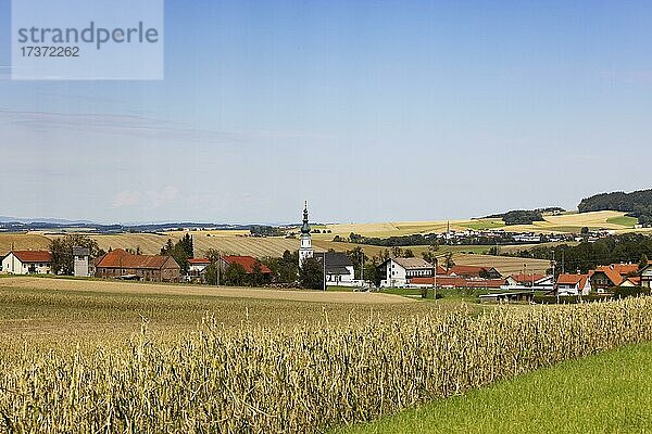 Agrarlandschaft um die Ortschaft Schildorn  Innviertel  Oberösterreich  Österreich  Europa