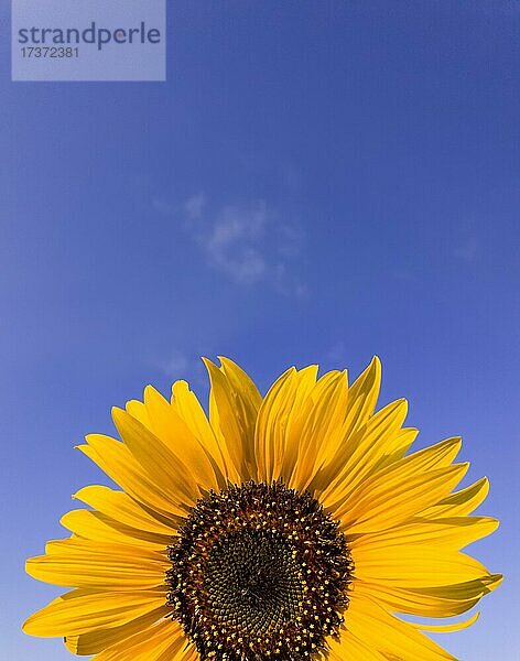 Close up von Sonnenblume Pflanze wächst auf dem Feld über klaren blauen Himmel Hintergrund in einem sonnigen Herbsttag. Organische und natürliche gelbe Blütenblätter Textur. Kopierraum für Text