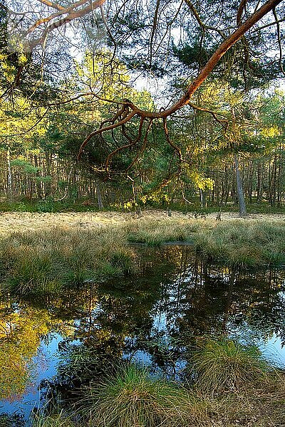 Waldsee bei Sonne  Laichgewässer für den Springfrosch (Rana dalmatina) Springfrosch  Bäume spiegeln sich im Wasser  Eifel  Nordrhein-Westfalen  Deutschland  Europa