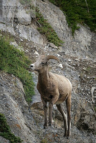 Dickhornschaf (Ovis canadensis) an einer Felswand  Jasper Nationalpark  British Columbia  Kanada  Nordamerika