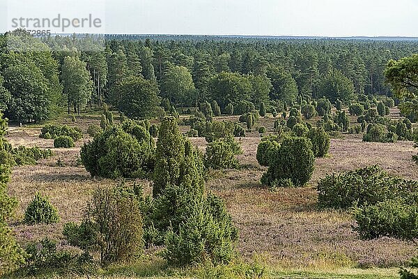 Totengrund bei Wilsede  Lüneburger Heide  Niedersachsen  Deutschland  Europa