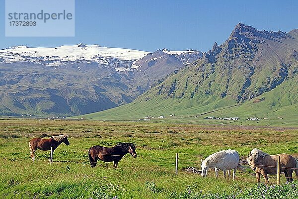 Islandpferde auf der Weide  dahinter hohe Berge mit Eis  Eyjafjallajökull  Island  Europa