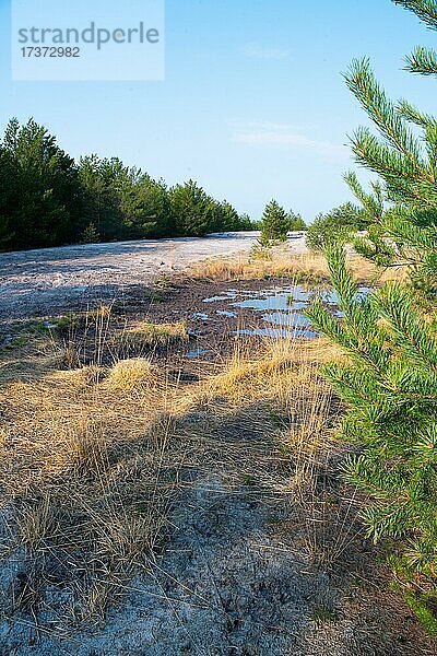 Tagebaufolgelandschaft  natürliche Landschaftsentwicklung in Sielmanns Naturlandschaft Wanninchen  Brandenburg  Deutschland  Europa