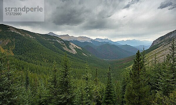 Ausblick in bewaldetes Tal  hinten Berggipfel  Sulphur Skyline Trail  Jasper Nationalpark  Alberta  Kanada  Nordamerika