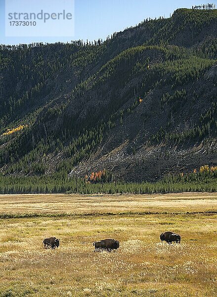 Drei Bisons in hohem Gras  amerikanischer Bison (Bison bison)  Yellowstone Nationalpark  Wyoming  USA  Nordamerika