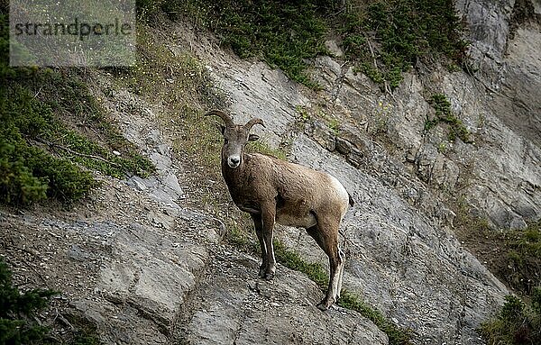 Dickhornschaf (Ovis canadensis) an einer Felswand  Jasper Nationalpark  British Columbia  Kanada  Nordamerika