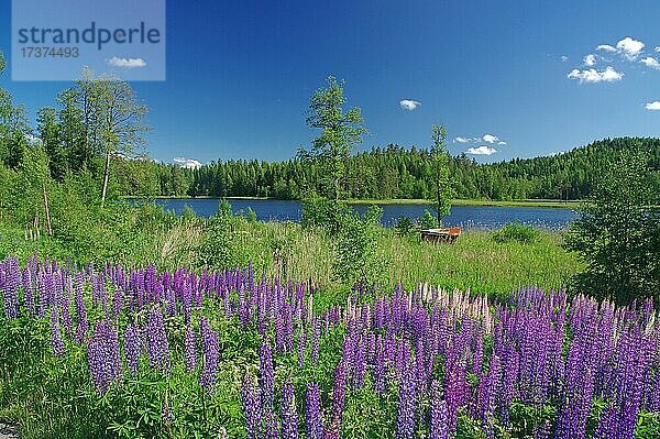 Blühende Lupinen  Wald und See  Dalsland  Skandinavien  Schweden  Europa