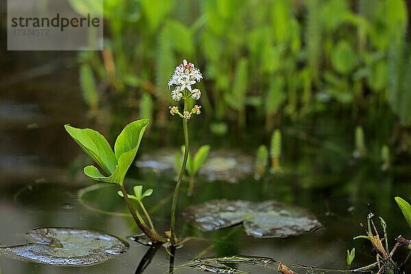 Fieberklee (Menyanthes trifoliata)  Blüte  blühend  mehrjährig  Sumpfpflanze  Wasserpflanze  Ellerstadt  Deutschland  Europa