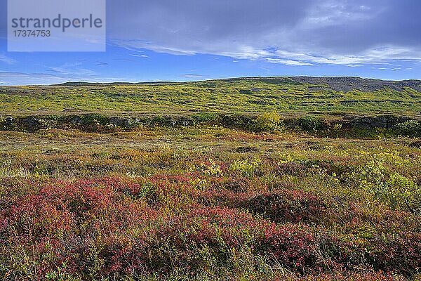 Bunte Herbstfärbung  Holmatungur im Asbyrgi NP  Norðurland eystra  Island  Europa