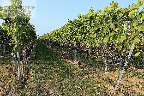 Weinrebe (Vitis vinifera)  Cabernet Sauvignon  mit Trauben  im Spätsommer  Frucht  Früchte  Trauben  kurz vor der Ernte  vor der Lese  Ellerstadt  Rheinland-Pfalz  Deutschland  Europa