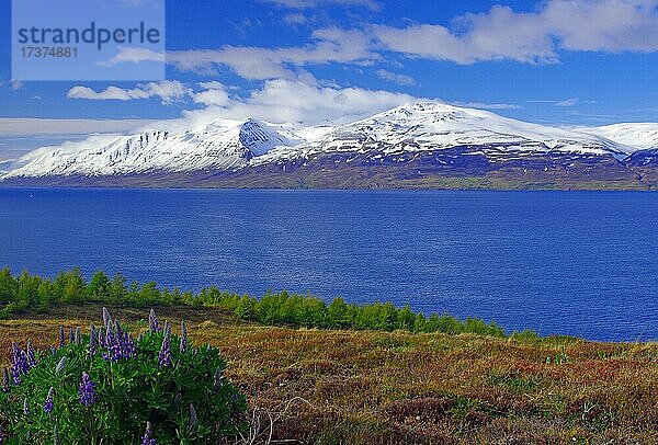 Blühende Lupinen am Eyjafjörður  Fjord und schneebeckte Berge  Frühling  Akureyri  Island  Europa