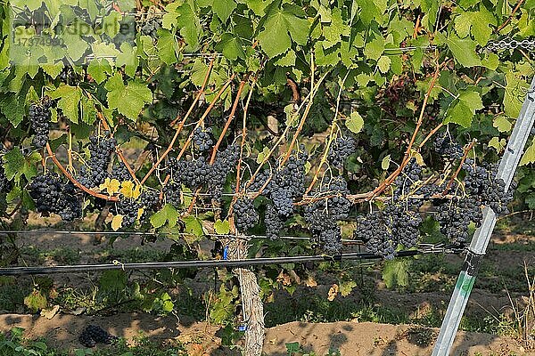 Weinrebe (Vitis vinifera)  Cabernet Sauvignon  mit Trauben  im Spätsommer  Frucht  Früchte  Trauben  kurz vor der Ernte  vor der Lese  Ellerstadt  Rheinland-Pfalz  Deutschland  Europa