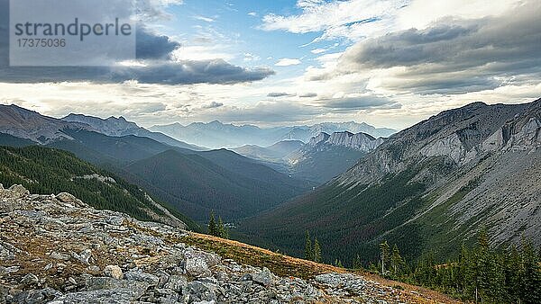 Ausblick in bewaldetes Tal  hinten Berggipfel und Ashlar Ridge  Sulphur Skyline Trail  Jasper Nationalpark  Alberta  Kanada  Nordamerika