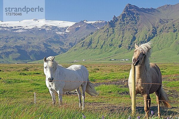 Islandpferde am Weidezaun  Berge und Gletscher  Eyjafjallajökull  südisland