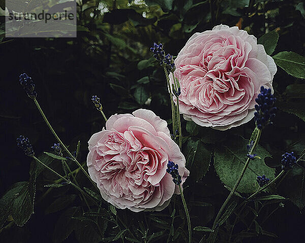 Schöne rosa Rosen und Lavendel