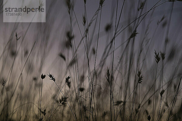 Close up Detail silhouetted hohes Gras gegen lila Himmel