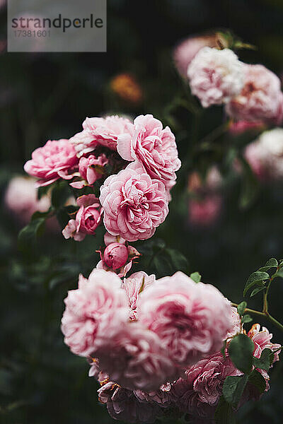 Schöner rosa Rosenstrauch