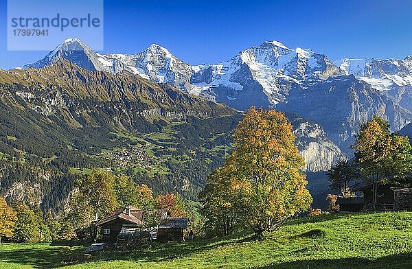 Aussicht im Herbst von Sulwald auf das Dorf Wengen  hinten Eiger  3970 m  Mönch  4107 m  Jungfrau  4158 m  Berner Oberland  Schweiz  Europa