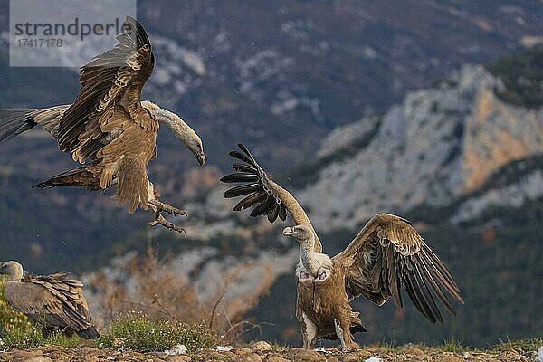 Gänsegeier (Gyps fulvus) kämpfen am Futterplatz im Flug  Pyrenäen  Katalonien  Spanien  Europa