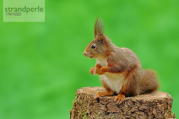 Eichhörnchen (Sciurus vulgaris) sitzt auf einem Baumstumpf  Nordrhein-Westfalen  Deutschland  Europa