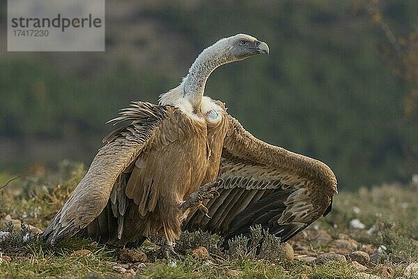 Gänsegeier (Gyps fulvus) auf dem Boden drohend  Pyrenäen  Katalonien  Spanien  Europa